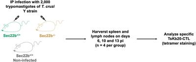 Sec22b-dependent antigen cross-presentation is a significant contributor of T cell priming during infection with the parasite Trypanosoma cruzi